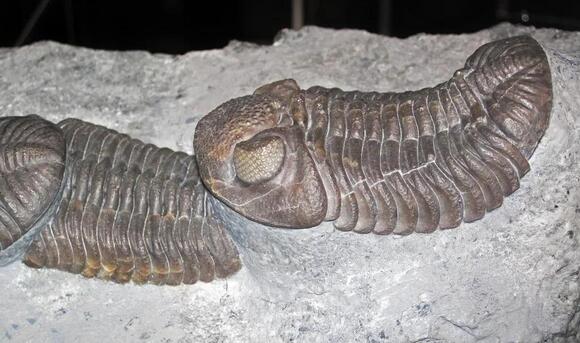 The Scariest Extinction Event That Occurred 252 Million Years Ago ...