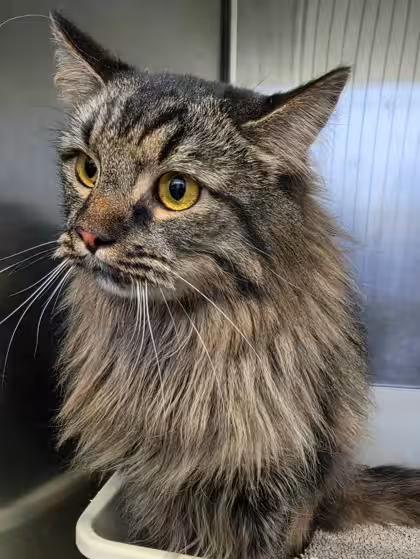 🐱 Sweet Bakersfield Cats Ready for Adoption and Love - NewsBreak