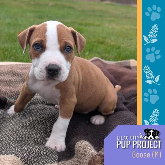 🐶 Playful Spokane Pups & Gentle Adults Ready for Adoption - NewsBreak