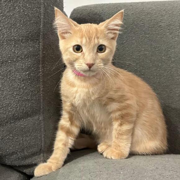 🐱 Sweet San Jose Cats Ready for Their New Forever Homes - NewsBreak