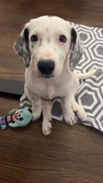 🐶 Playful Pointers & More Adoptable Dogs in Parma, OH - NewsBreak