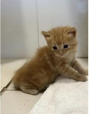 🐱 Sweet Hartford Kittens & Young Cats Ready for Adoption - NewsBreak