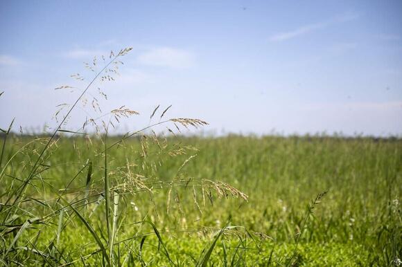 El Niño could usher Central Valley floods. One strategy: let it flood ...