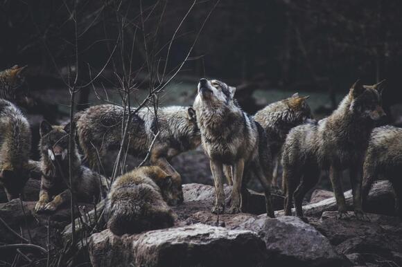 DNR Reveals How Many Wolves Live in Michigan in 2026 - NewsBreak