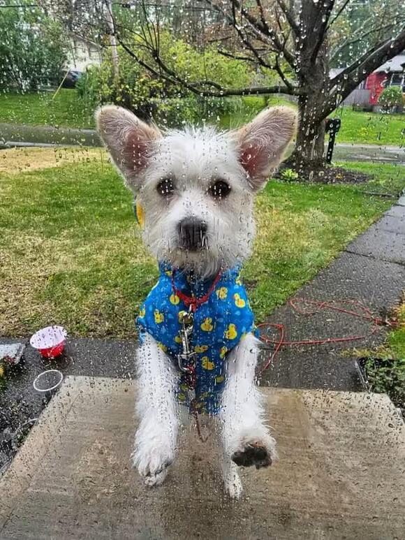 🐶 Playful, Loyal & Loving Dogs Ready for Adoption in Rochester - NewsBreak