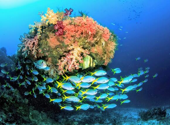 Plenty more fish in the sea? This depends on conservation efforts