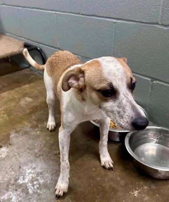 🐶 Playful, Gentle & Loyal Dogs Ready for Adoption in Boulder - NewsBreak