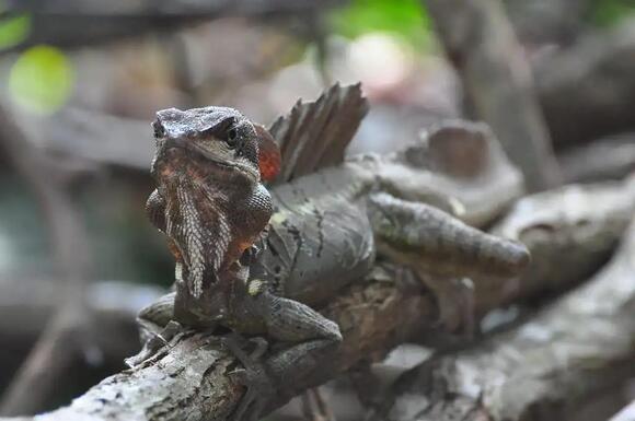 11 Types of Lizards in Miami: A Field Guide to Native and Invasive ...