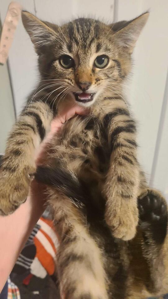 🐱 Playful Kittens & Sweet Adult Cats Ready for Adoption in Luzerne PA ...