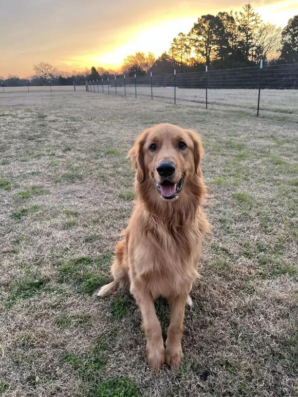 🐶 Playful, Gentle & Loyal Dogs Ready for Adoption in Waco - NewsBreak