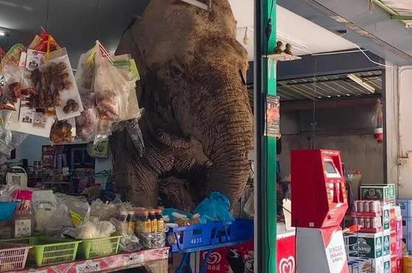 Hungry elephant raids supermarket in Thailand for snacks and he's done it before - NewsBreak