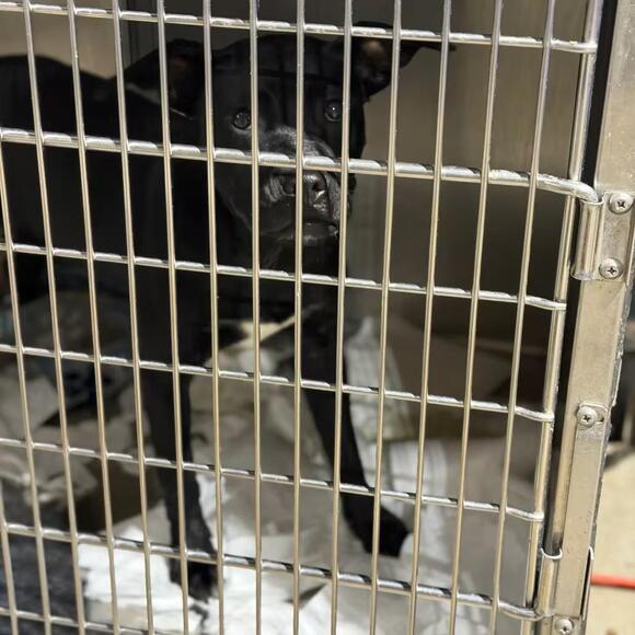🐶 Playful & Loyal Dogs Ready for Adoption in Fort Smith - NewsBreak