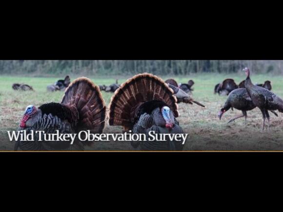 2025 Public Wild Turkey Observation Survey Underway Through August 31 ...
