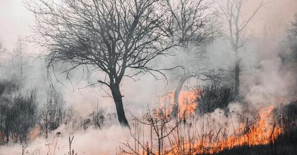 Georgia 12-Year-Old Girl Runs Into Burning Home to Save Her Brothers ...