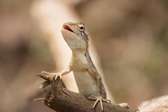 How Do Reptiles Survive Cold Weather: Secrets Revealed