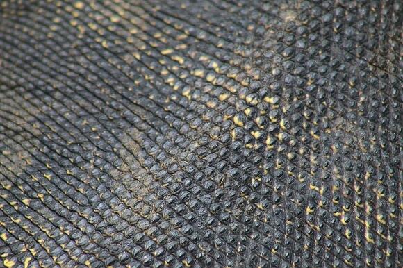 The Fish That Can Breathe Through Its Skin And Survive Out Of Water For ...