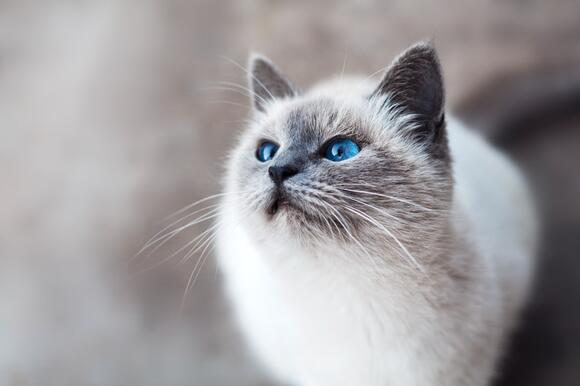 10-times-cats-stole-the-show-on-live-television-newsbreak