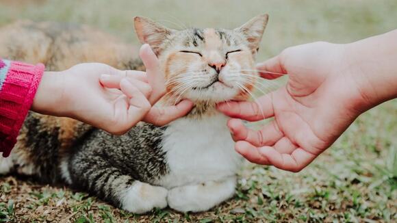Animal Behaviorists Say When Your Cat Suddenly Begins Rubbing Against ...