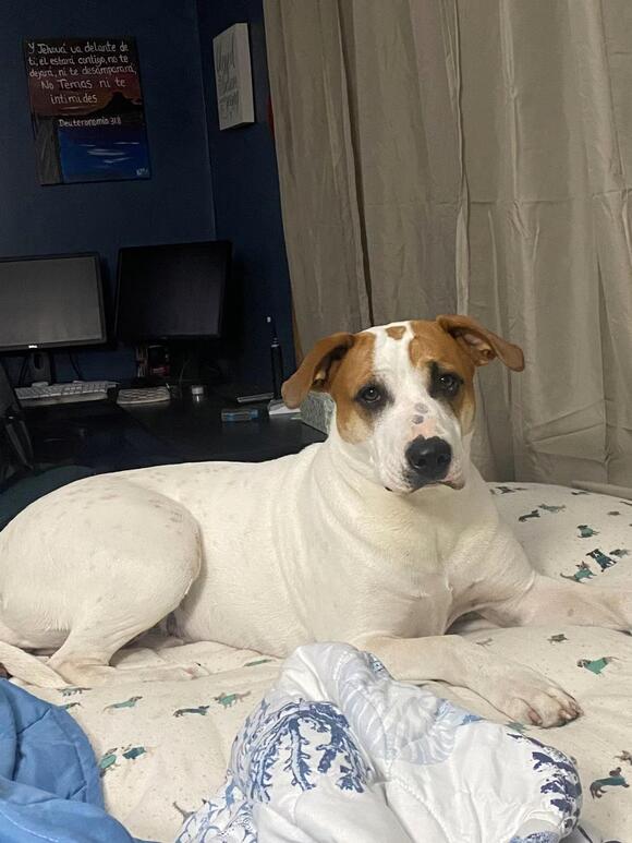 🐶 Playful, Loyal & Loving Dogs Ready for Adoption in Milwaukee - NewsBreak