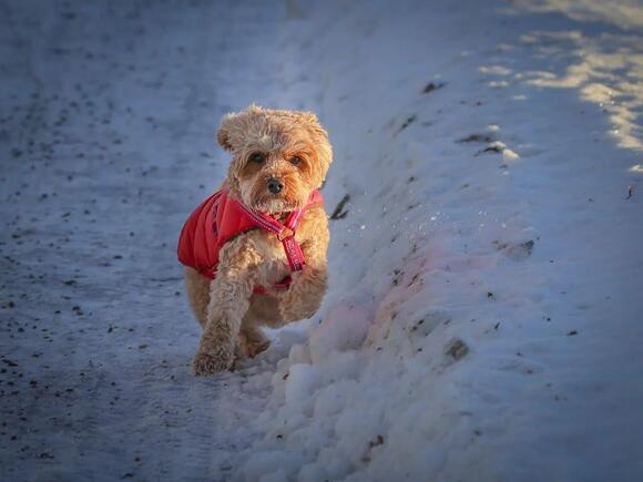 Leaving Pets Outside in Winter in Wisconsin: What the Law Requires ...