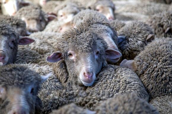 NZ bank in free speech row over 'explicit' sheep memes - NewsBreak