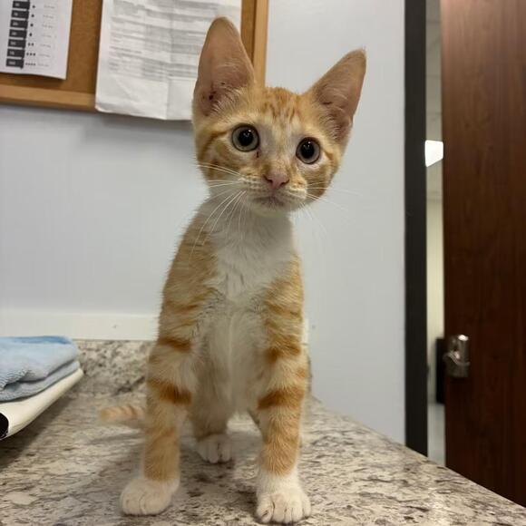 🐱 Playful & Loving Cats Ready for Adoption in Houston - NewsBreak