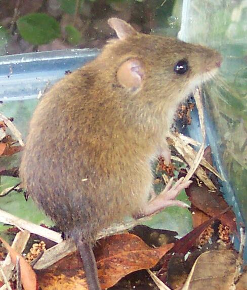 📢 Help SCCF track changing wildlife on Sanibel - NewsBreak