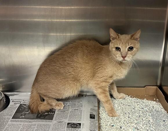 🐱 Independent & Loving Cats Ready for Adoption in Elizabethtown - NewsBreak
