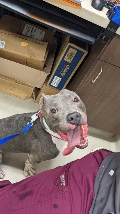 🐶 Playful, Loyal Dogs Ready for Adoption Around Cleveland - NewsBreak