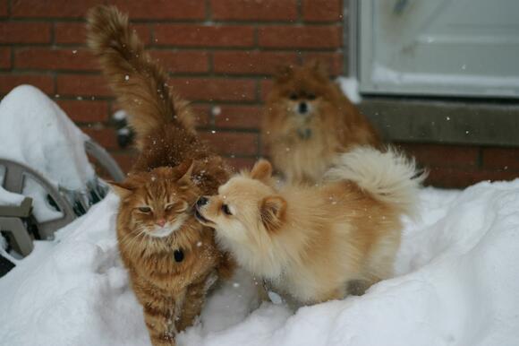 How Cats Adapt to Changes in Their Environment - NewsBreak