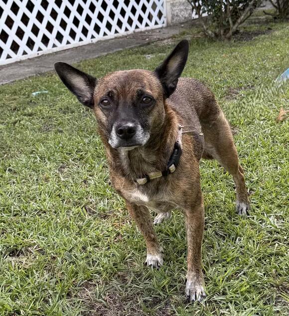 🐶 Playful & Loving Dogs Waiting for Families in Slidell - NewsBreak