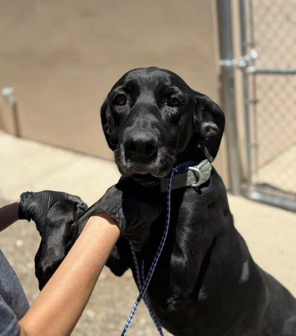 🐶 Gentle Gig Harbor Dogs Ready to Join Loving Families - NewsBreak
