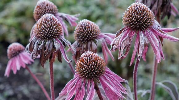 5 Things Your Coneflowers Need in October – Do This Before Frost to ...