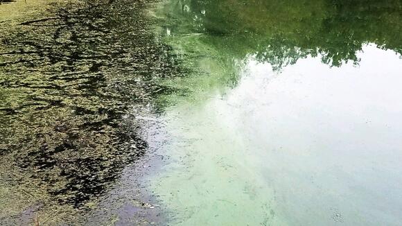 Algal Bloom Warning at East Branch Dog Area - NewsBreak