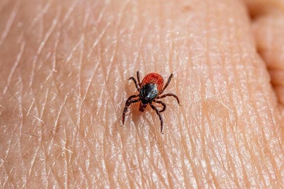 Lyme Disease Cases Reported In Every Illinois County, Tick Season ...