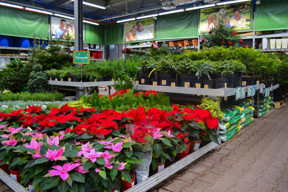 Should You Buy Clearance Trees and Shrubs in Fall? Check the Roots ...