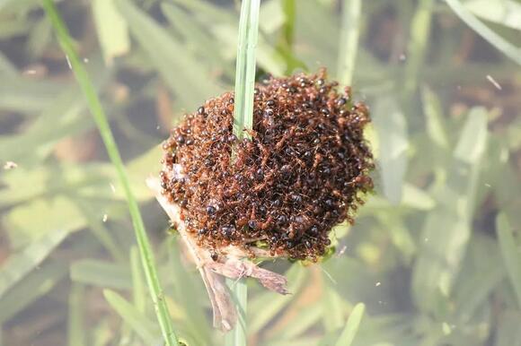 South Carolina’s Most Destructive Invasive Insects and How to Spot Them ...