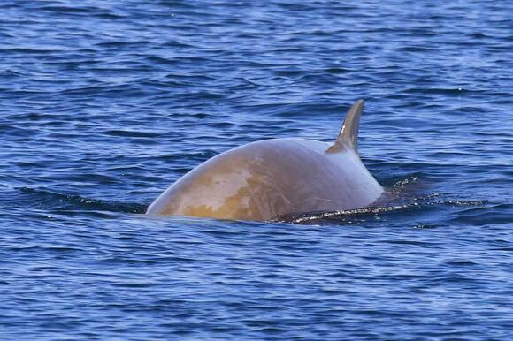 Scientists Are Using Whale Songs to Map the Ocean Floor - NewsBreak
