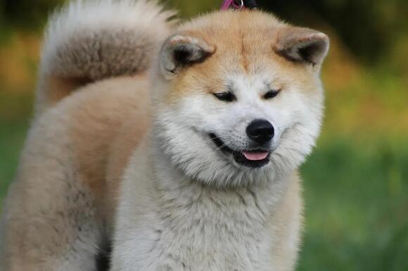 6 Dog Breeds Known for Unpredictable Temperaments - NewsBreak