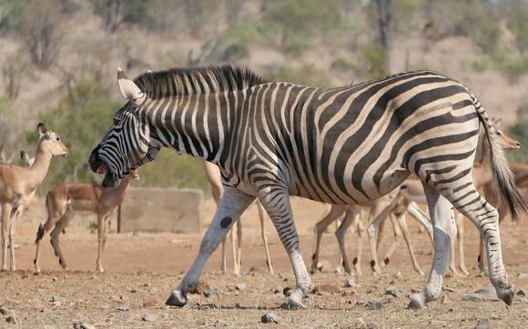Why Zebras Are More Aggressive Than You Might Think - NewsBreak