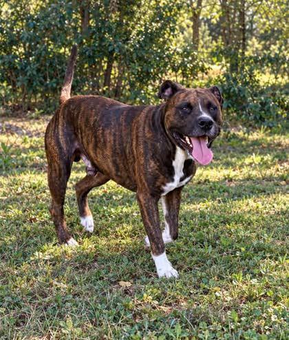 🐶 Sweet Paducah Dogs Waiting to Be Adopted Into Loving Homes - NewsBreak