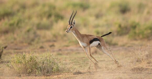 Gazelle vs Impala: Key Differences Explained - NewsBreak