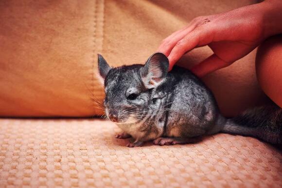 The 15 Most Unusual Pets People Actually Own - NewsBreak