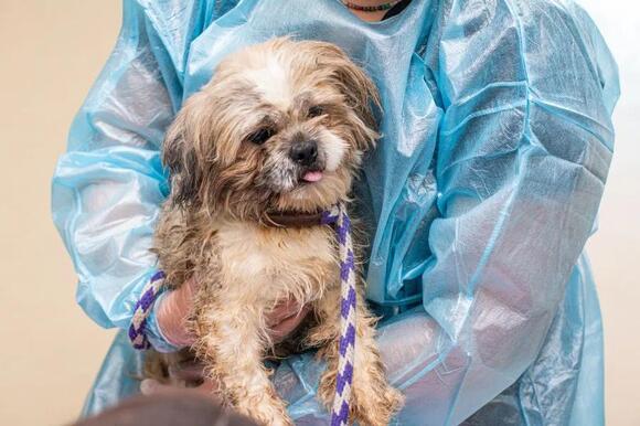 ARL rescues 27 animals from overcrowded Wayne County home