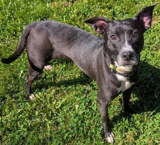 🐶 Playful, Loyal & Loving Dogs Ready for Adoption in Akron - NewsBreak