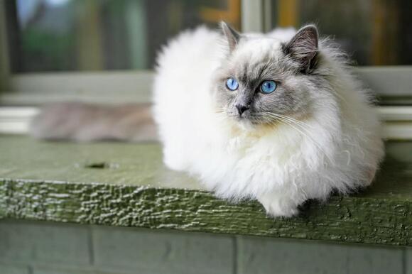 Ragdoll Cat - NewsBreak