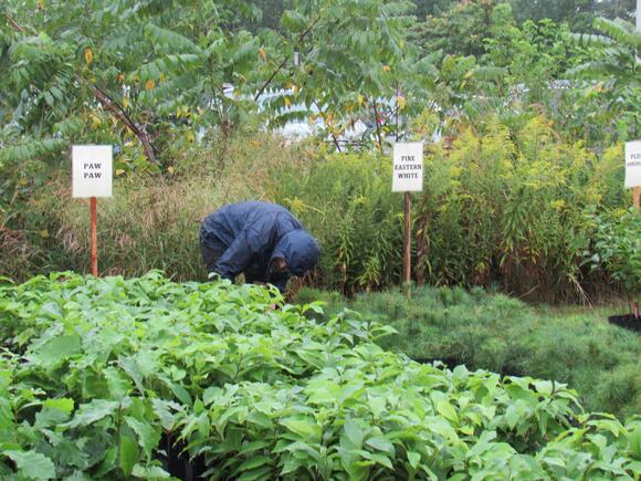 Tree seedling planting work days in Gettysburg - NewsBreak