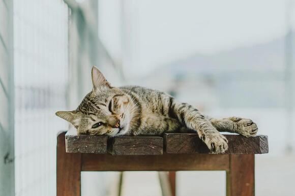 6 Ways to Reduce Stress in Multi-Cat Households - NewsBreak