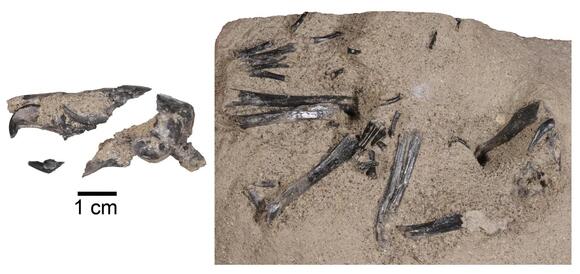 The Secrets Buried Deep: New Discoveries in Prehistoric Wildlife of the ...