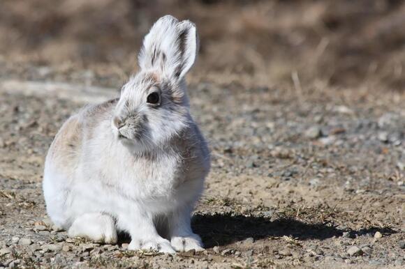 4 Rabbits in Western Washington: Complete Identification Guide - NewsBreak